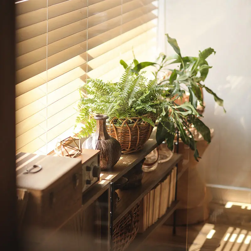 日当たりの良い窓際に小さい植物が並んでいる