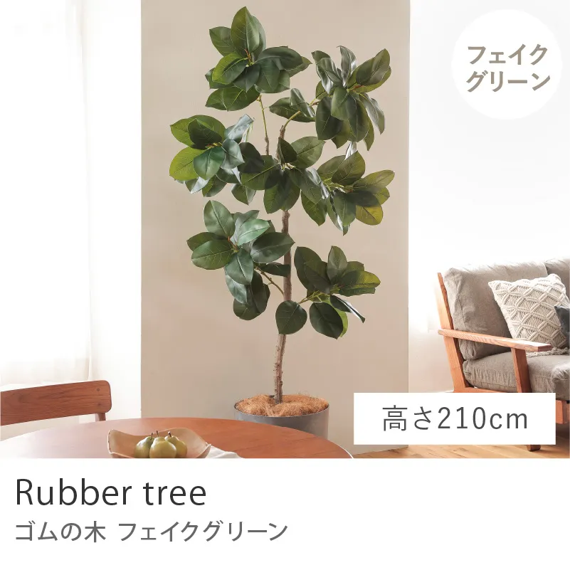 フェイクグリーン ゴムの木／高さ 210cm